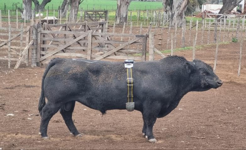 Toro con sensor Nandi instalado en el cuello