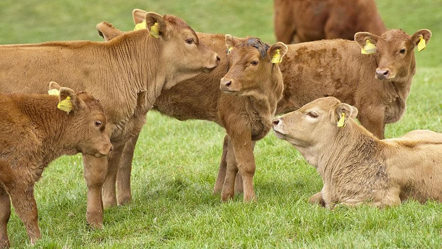 Vacas con terneros en el campo
